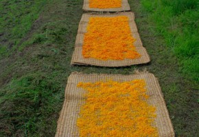 紅花を干す様子 紅花を干す様子