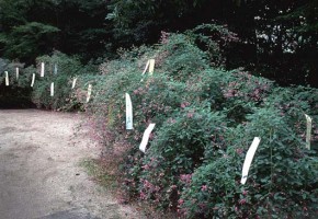 梨木神社の萩