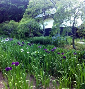 東慶寺 菖蒲