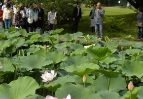 DIC川村記念美術館「日本の伝統色～庭園の色彩に触れながら～」