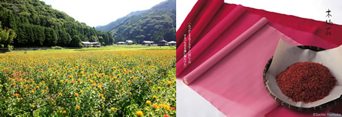 紅花の摘み取り(三重県伊賀市)＋染司よしおか制作紅花染作品