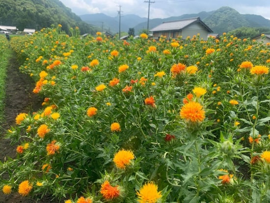 「紅花」収穫作業