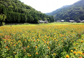 紅花の畑